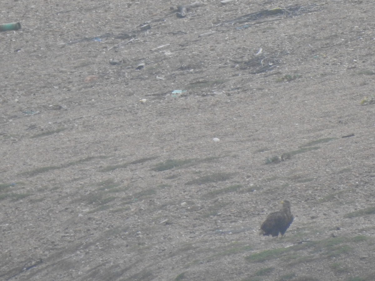 White-tailed Eagle - ML644596959