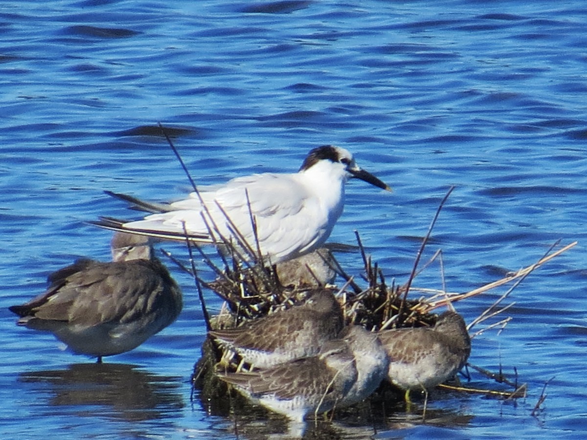 Пестроносая крачка - ML644596965
