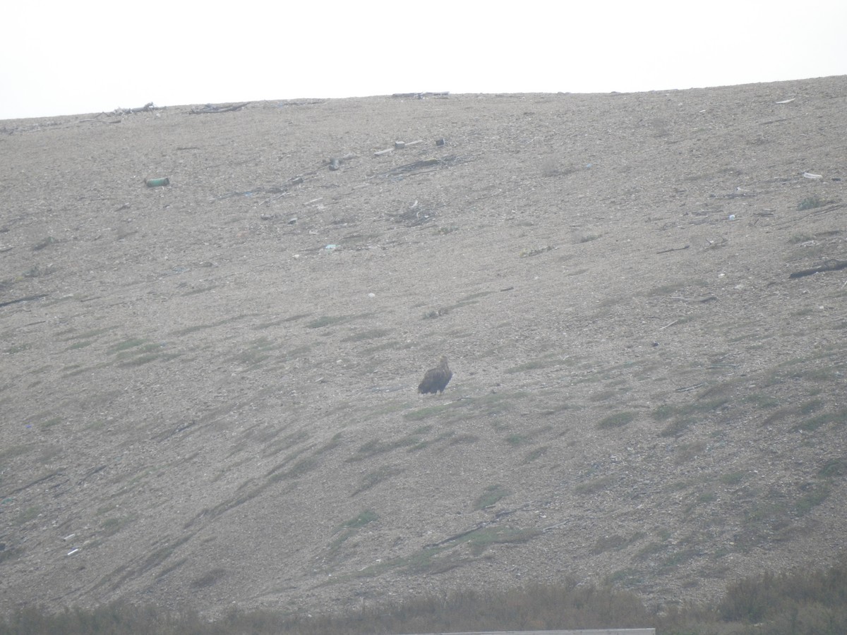 White-tailed Eagle - ML644596971