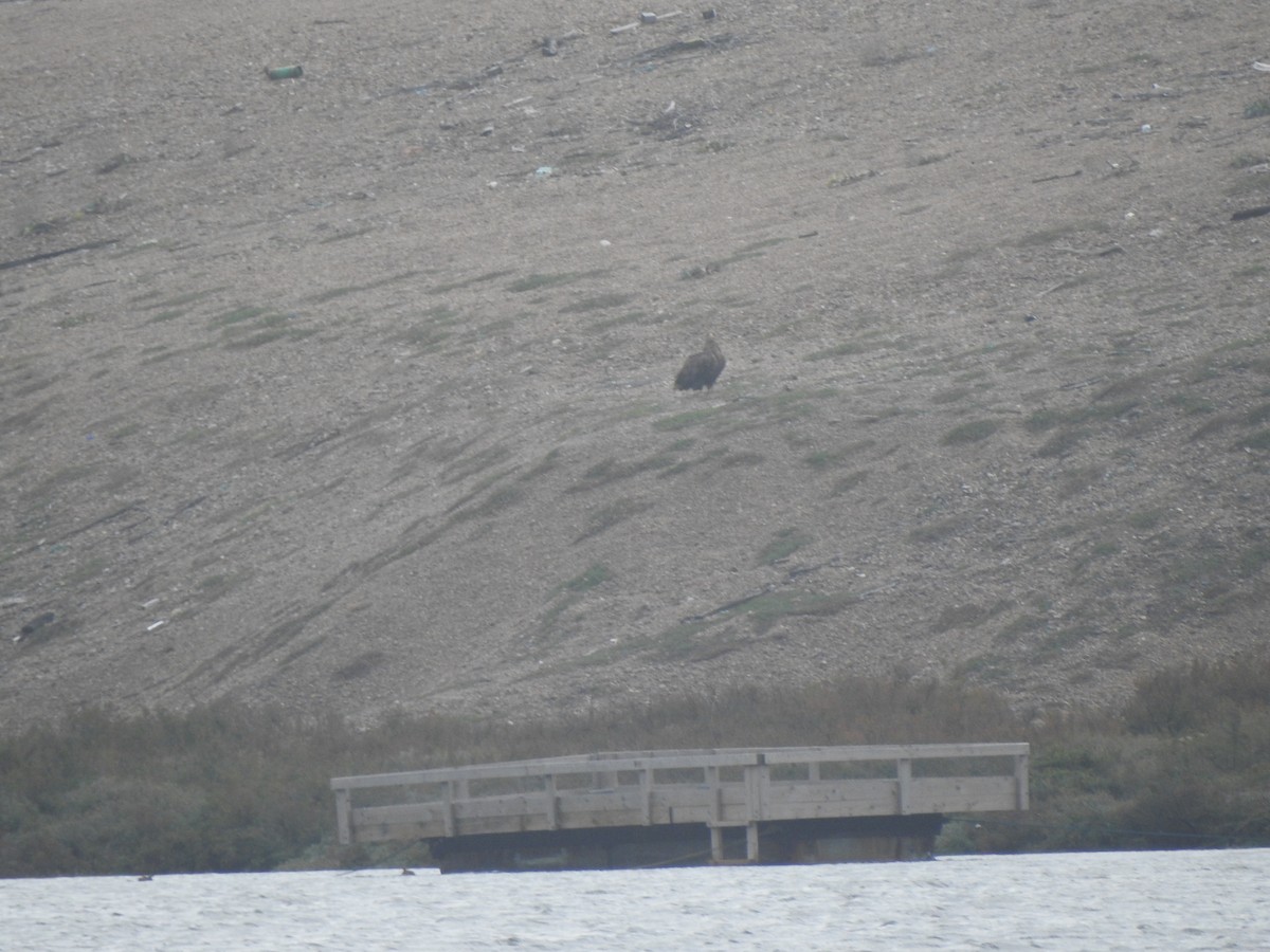 White-tailed Eagle - ML644596972