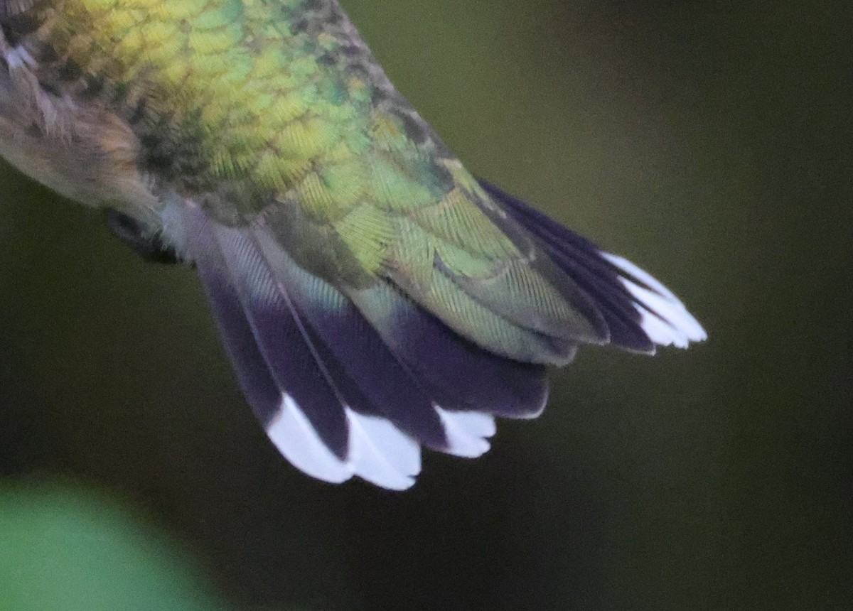 Yakut Boğazlı Kolibri - ML644596973