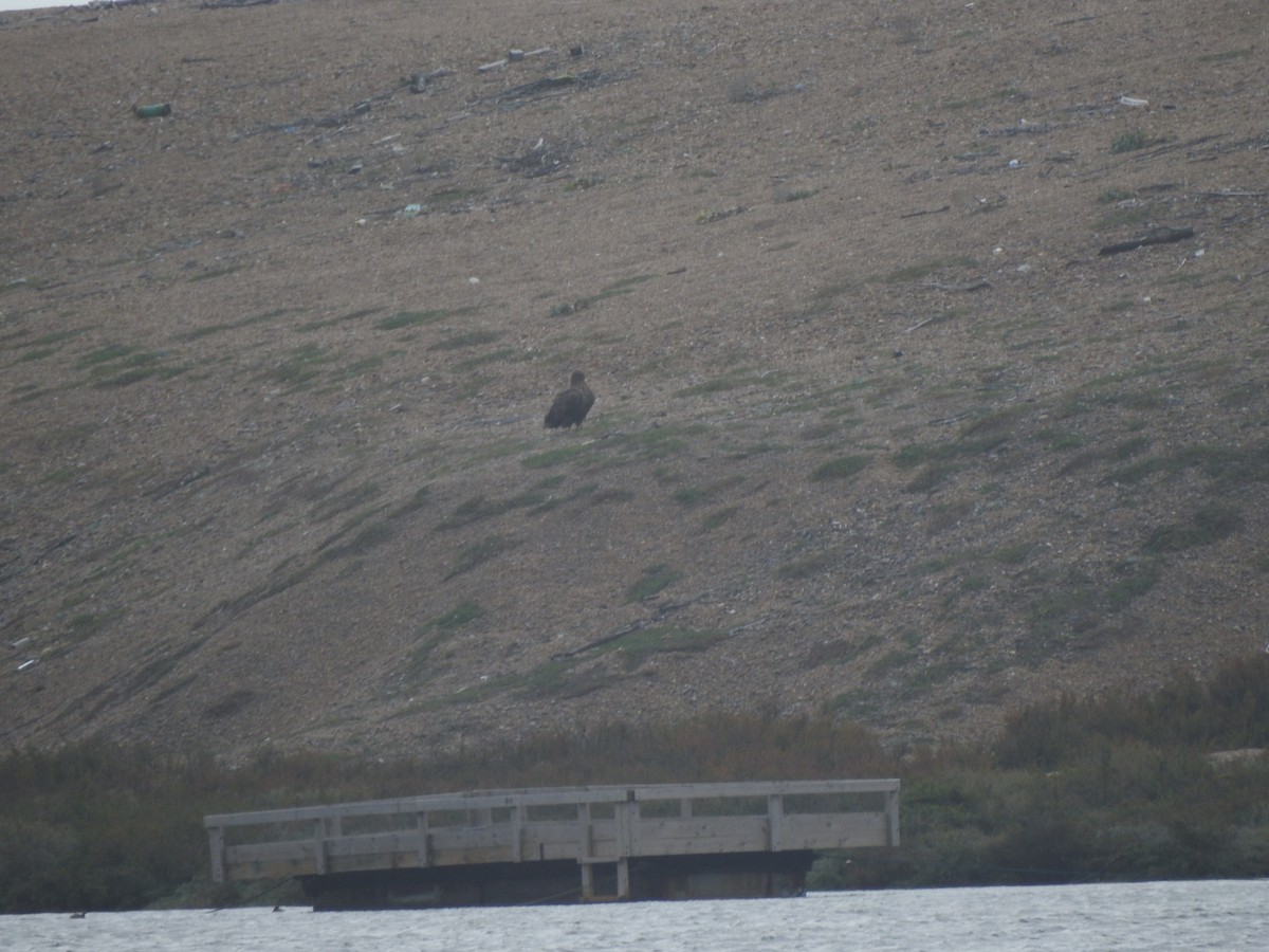 White-tailed Eagle - ML644596974