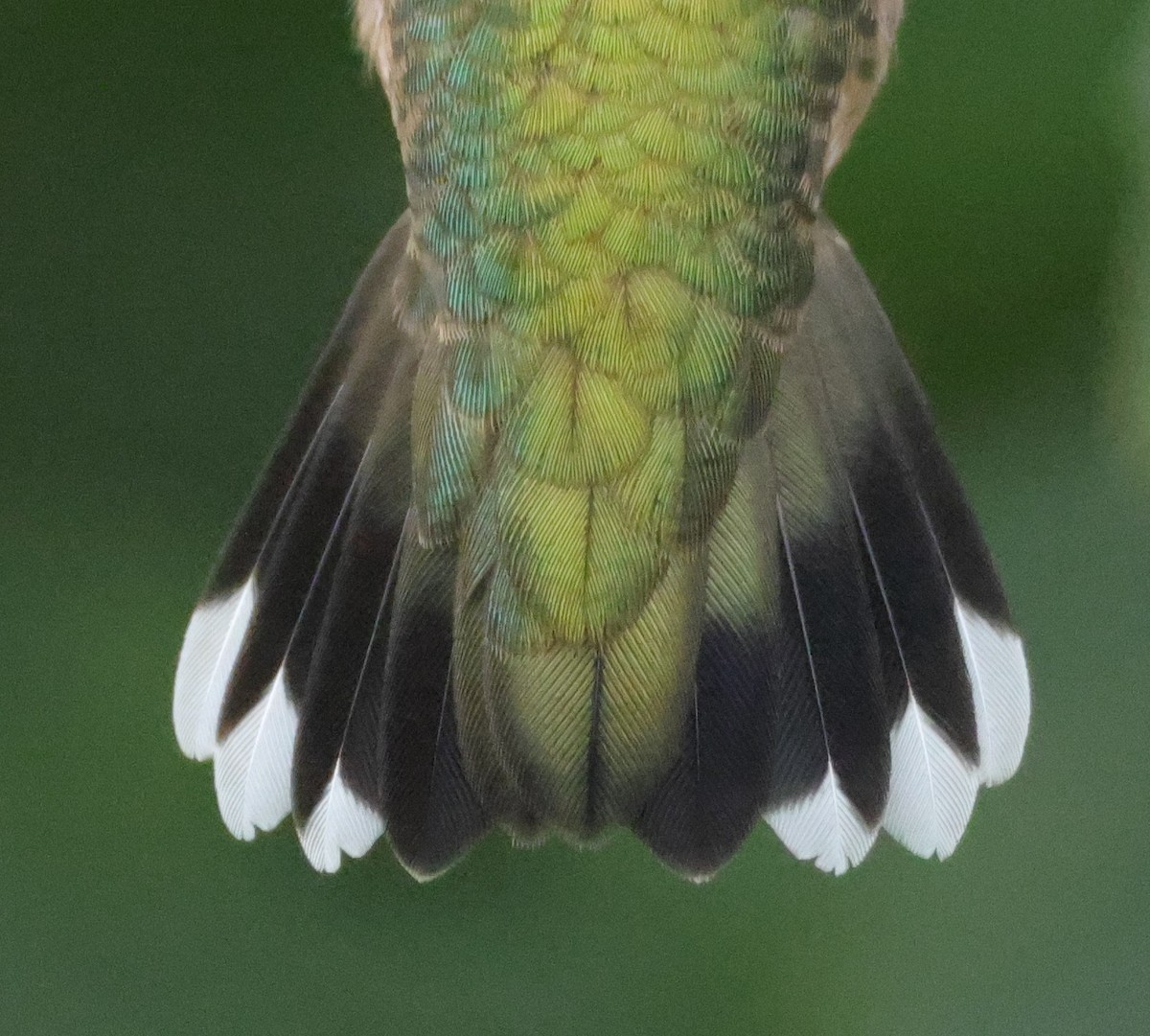 Yakut Boğazlı Kolibri - ML644596975