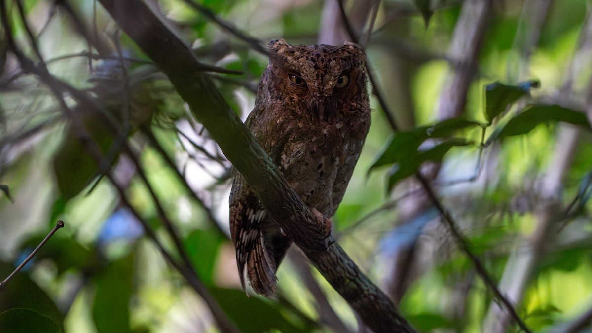 Sokoke Scops-Owl - ML644596976
