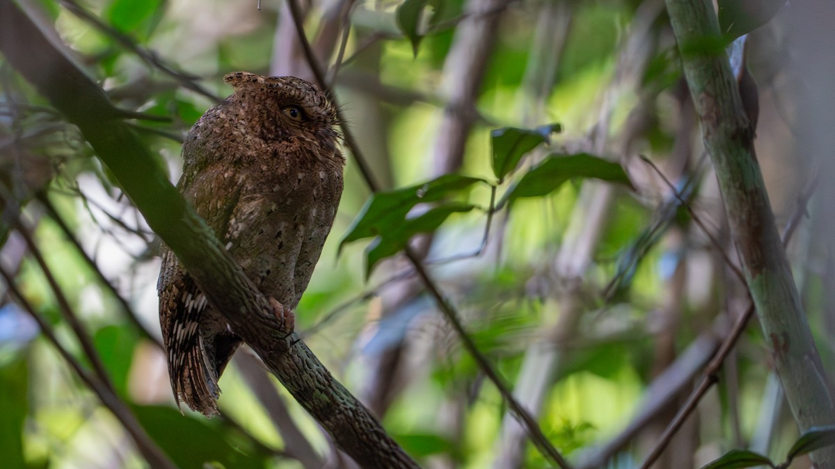 Sokoke Scops-Owl - ML644596977