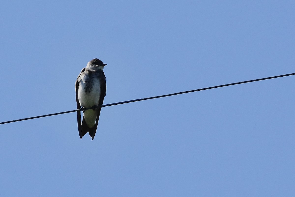 Brown-chested Martin - ML644596978