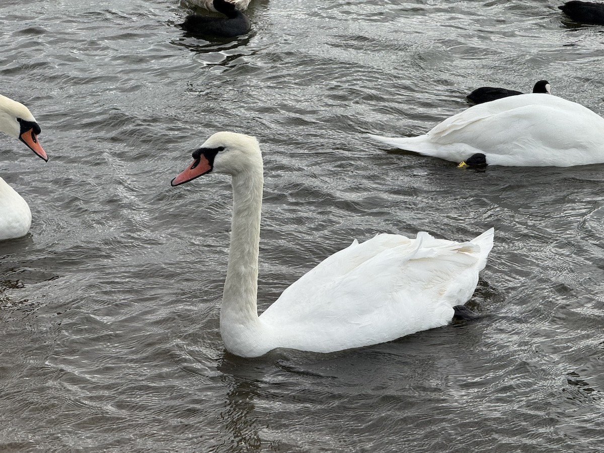 疣鼻天鵝 - ML644596986