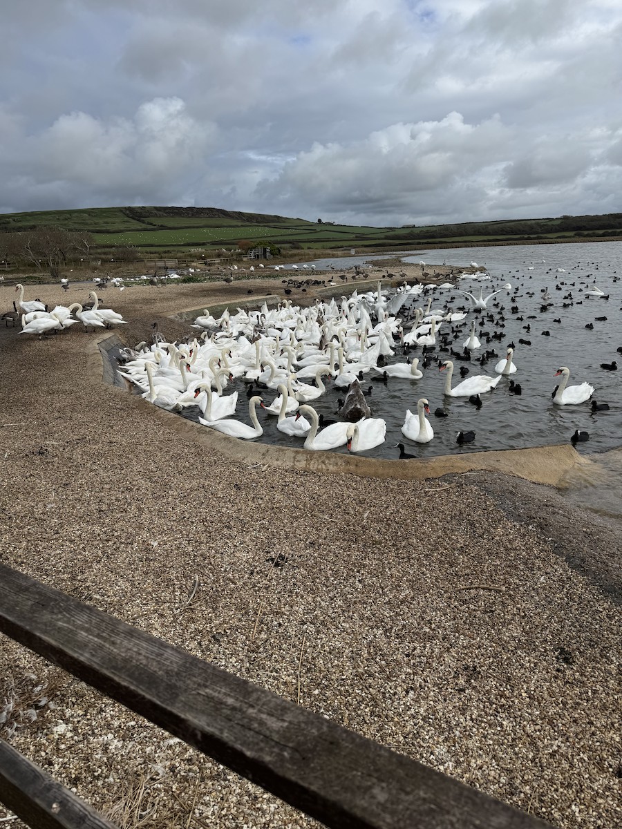 疣鼻天鵝 - ML644596987