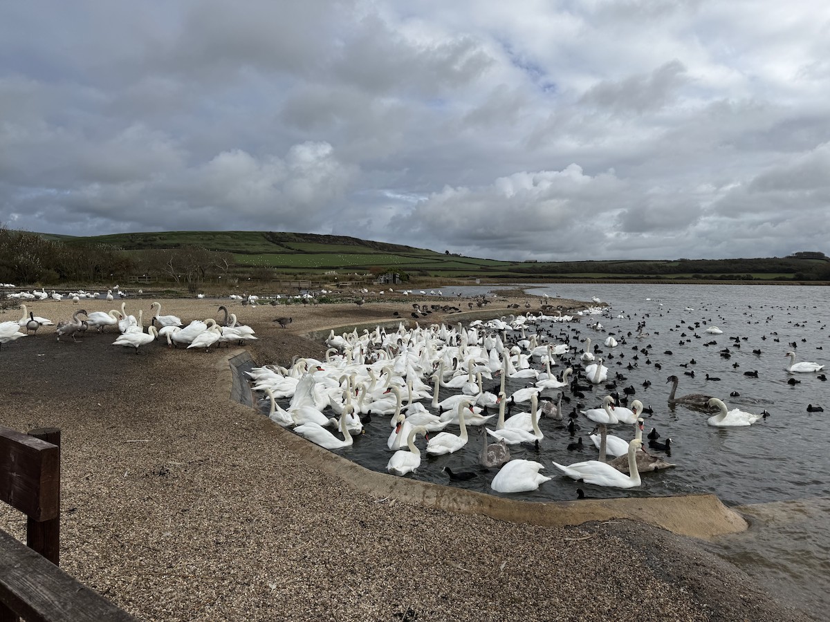 疣鼻天鵝 - ML644596988