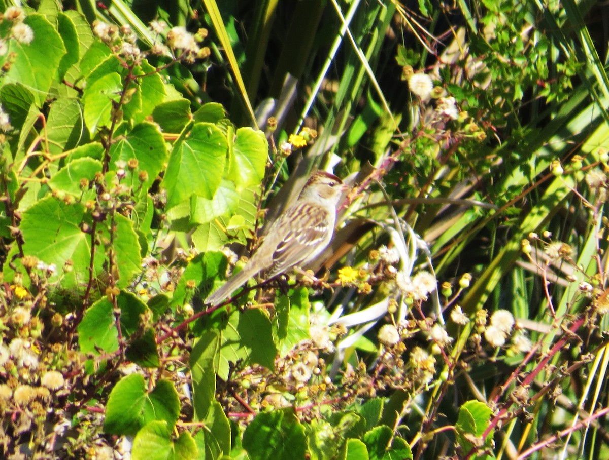 White-crowned Sparrow - ML644596990