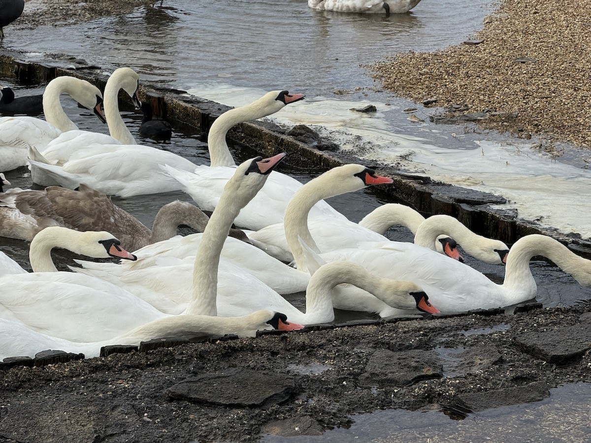 疣鼻天鵝 - ML644596995