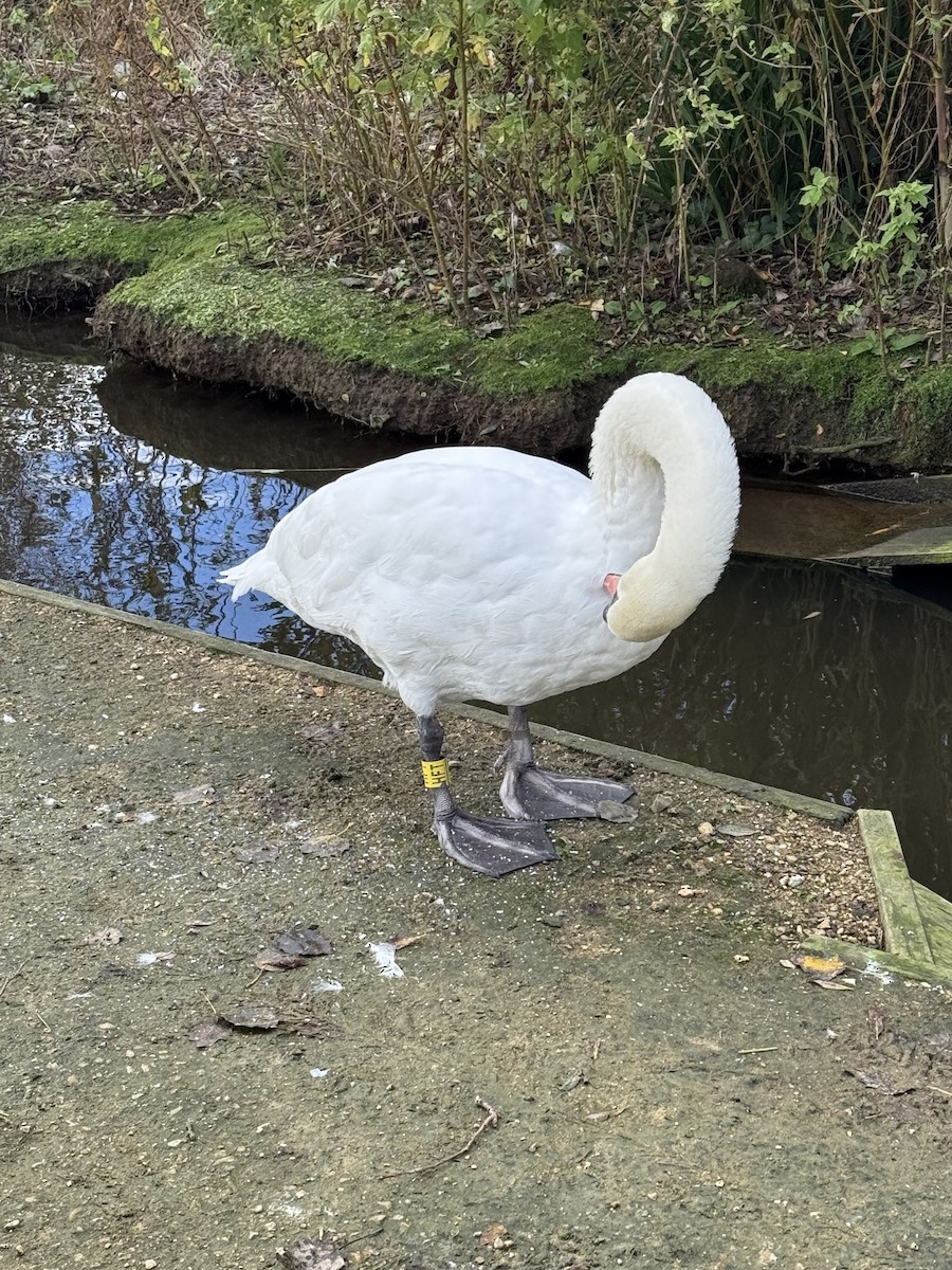 疣鼻天鵝 - ML644596996