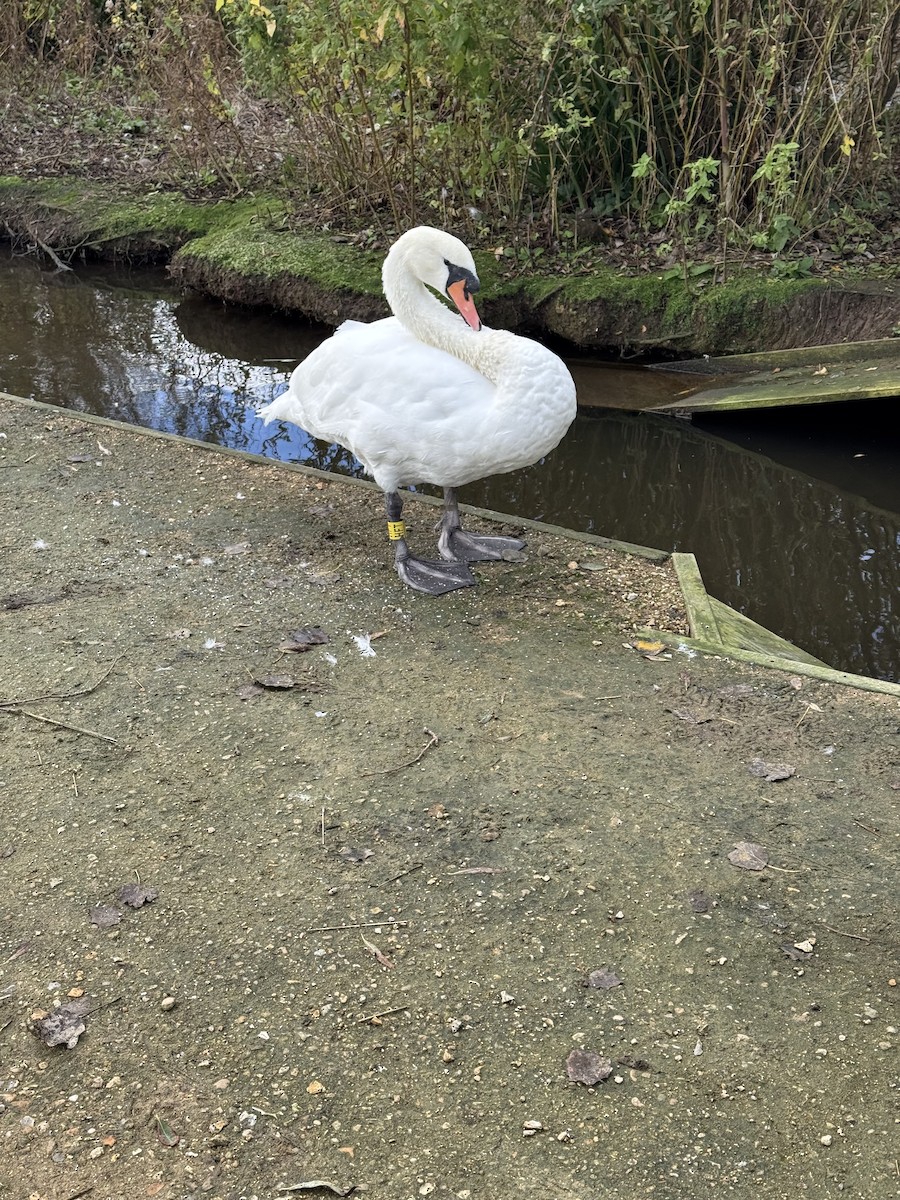 疣鼻天鵝 - ML644596997