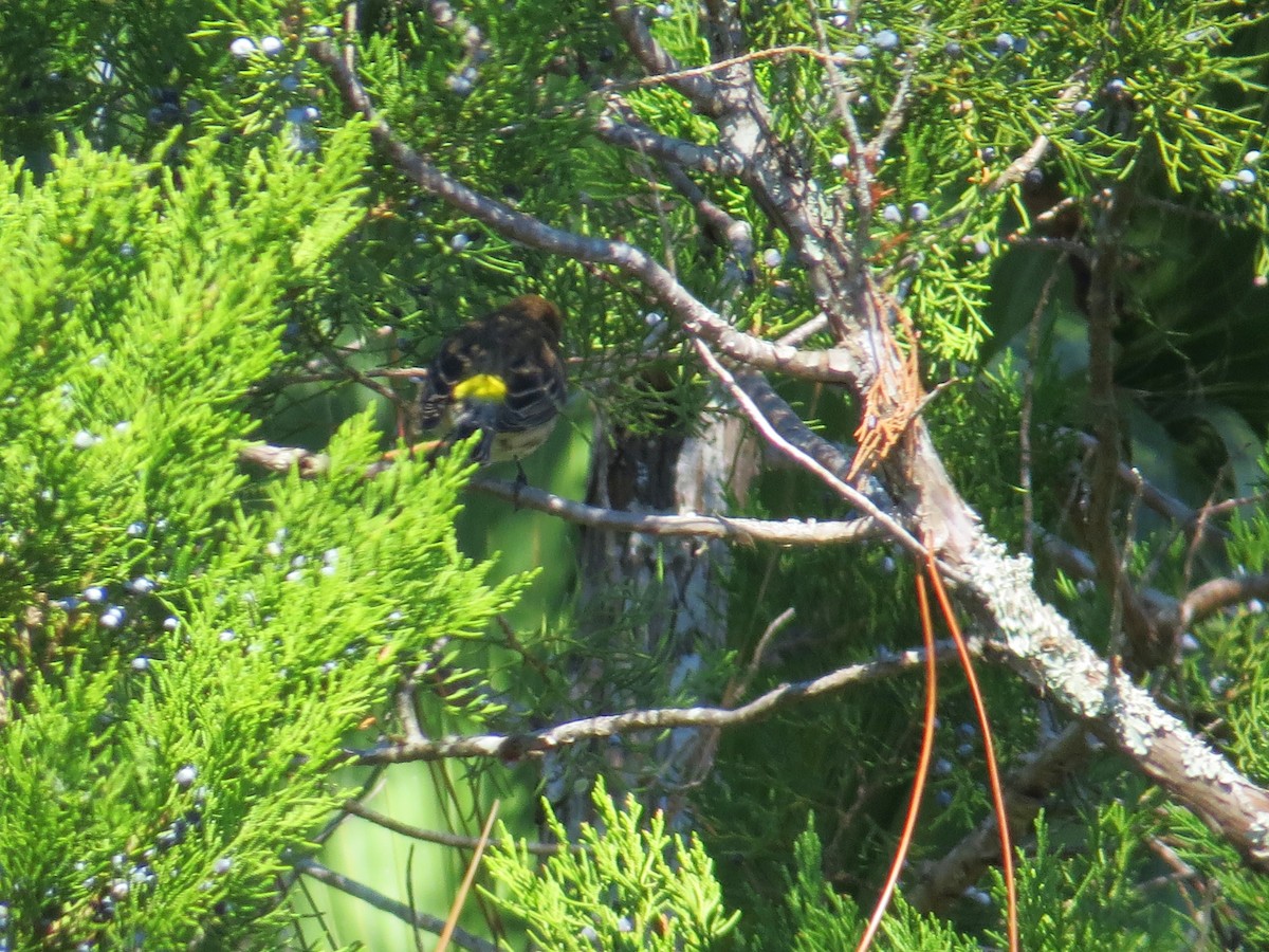 Yellow-rumped Warbler - ML644597005