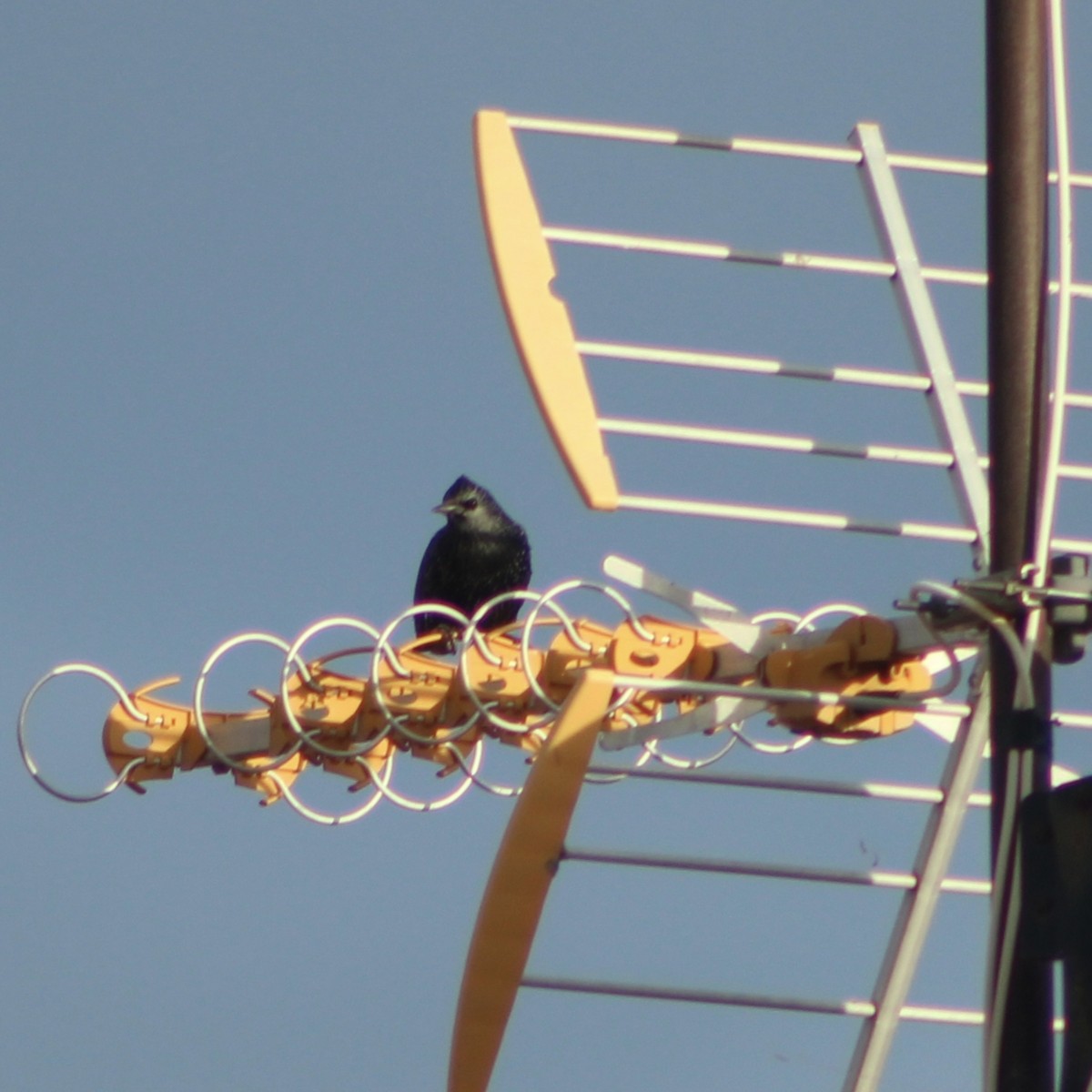 Spotless Starling - ML644597006