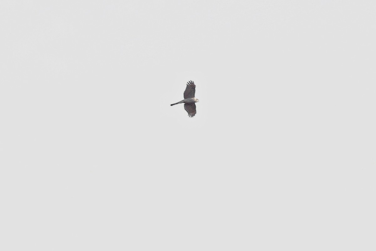 Eurasian Sparrowhawk - ML644597010