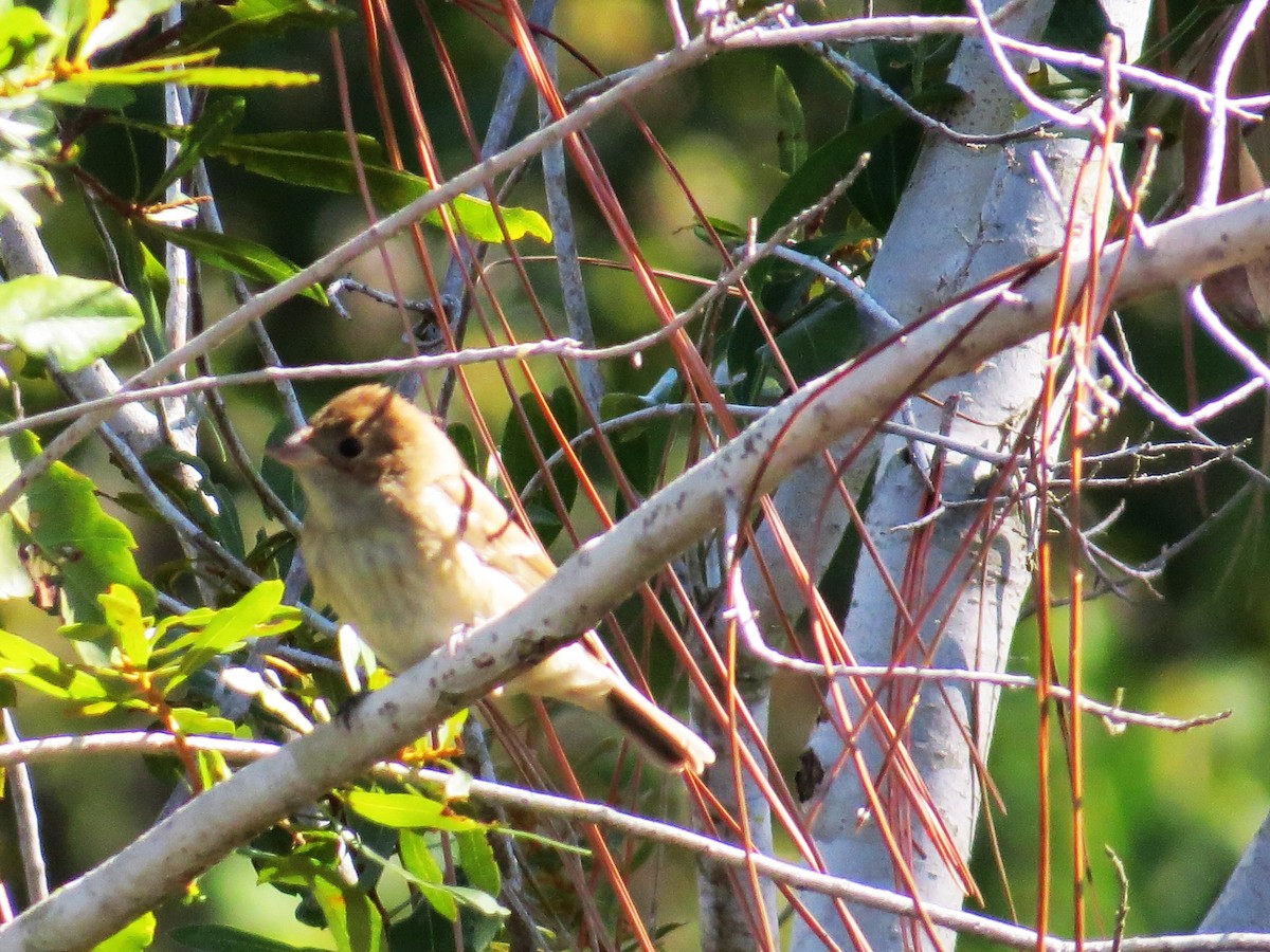 indigospurv - ML644597011