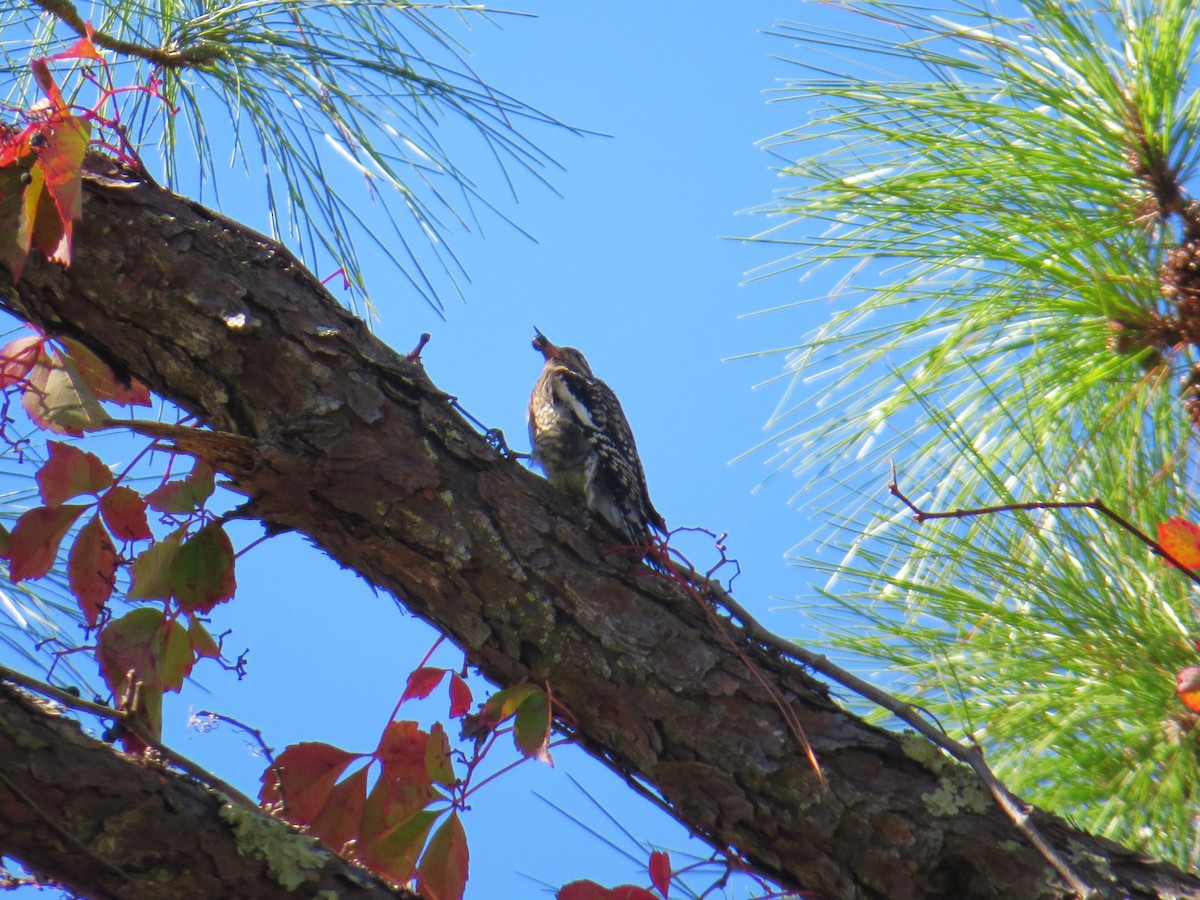 Yellow-bellied Sapsucker - ML644597031