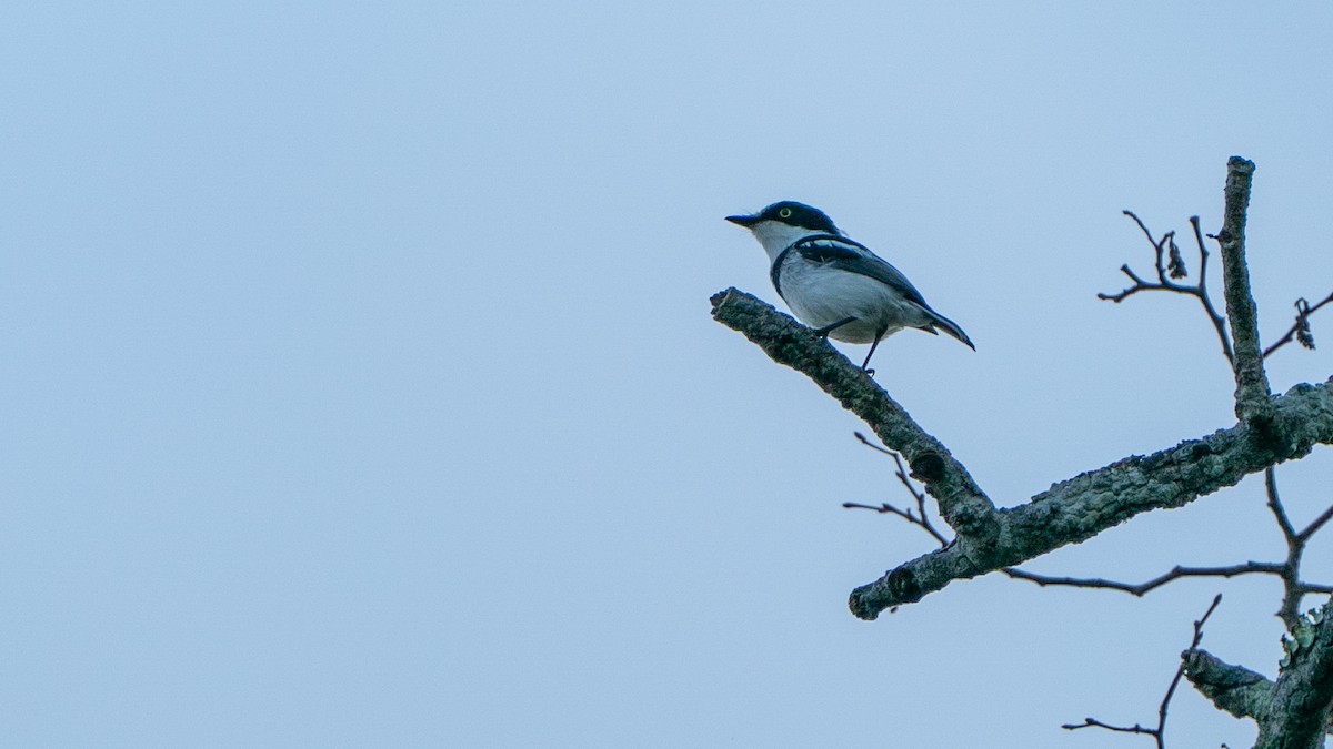 Pale Batis - ML644597036