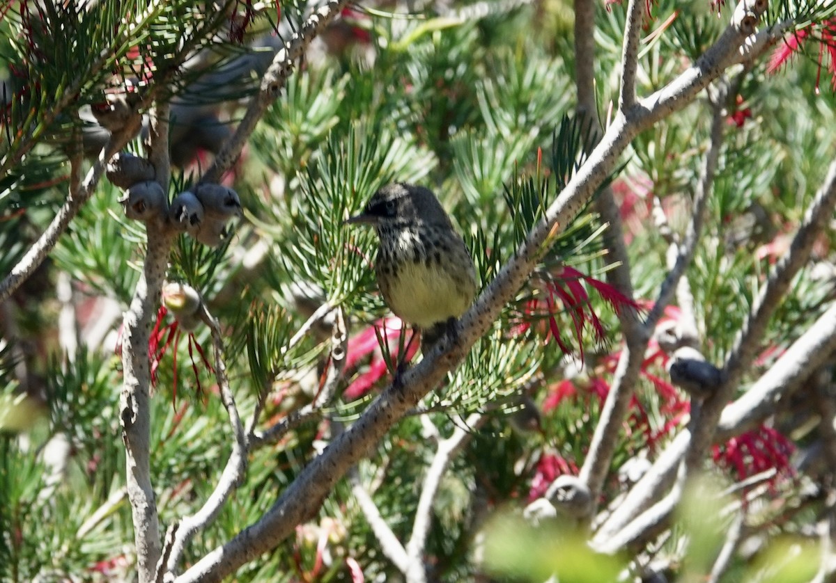 Benekli Serikornis - ML644597038