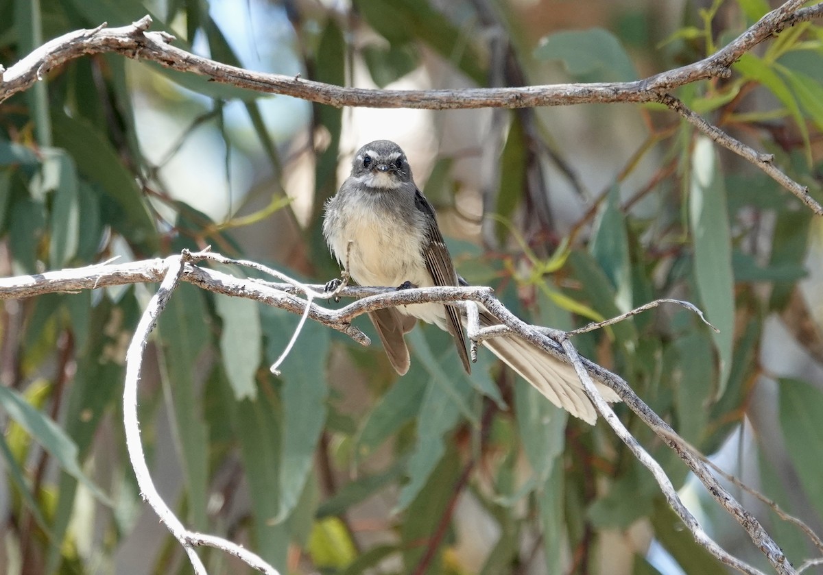 Gray Fantail - ML644597055