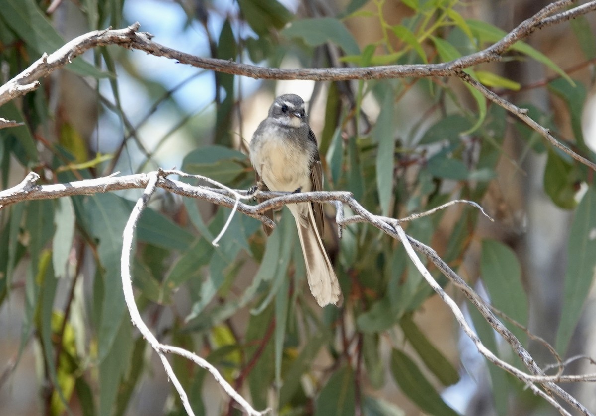 Gray Fantail - ML644597056