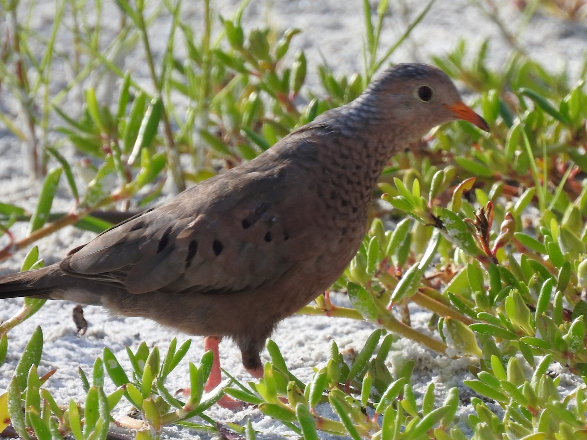 Common Ground Dove - ML644597057
