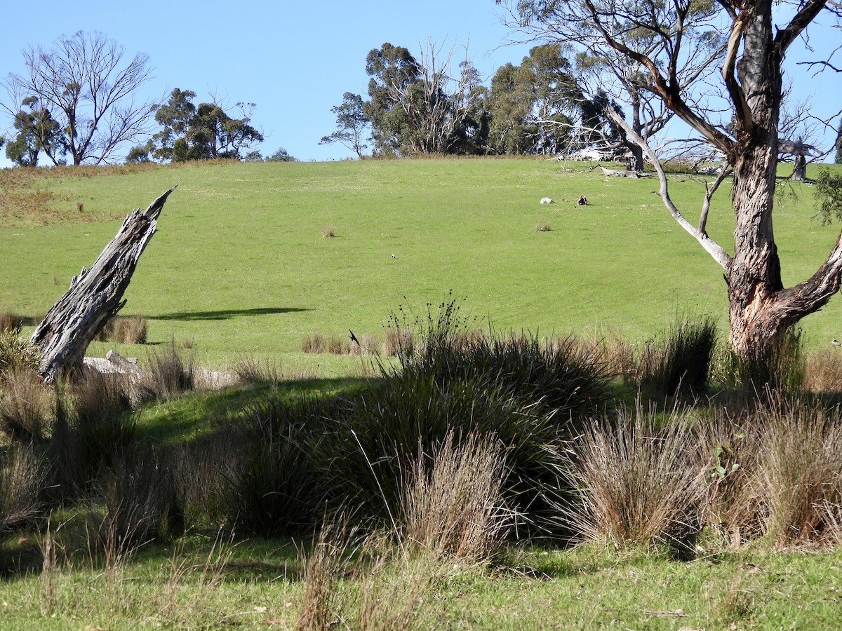 eukalyptussvale - ML644597062