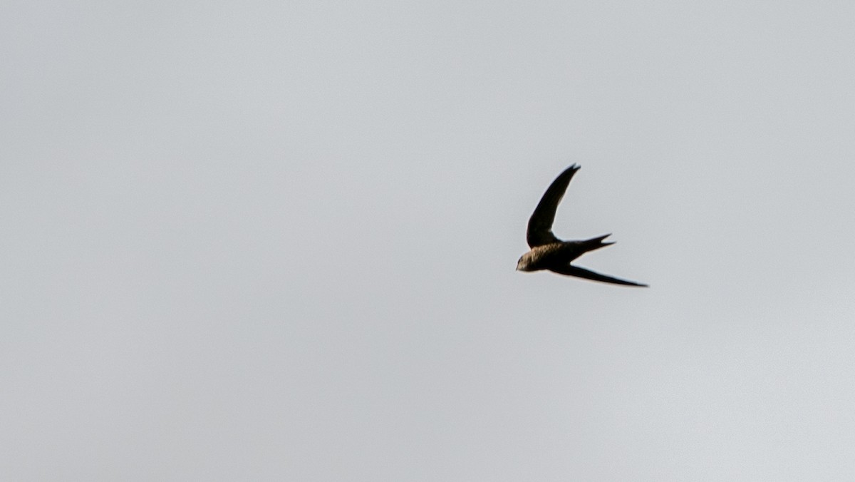 Forbes-Watson's Swift - ML644597069