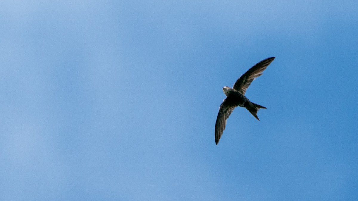 Forbes-Watson's Swift - ML644597070