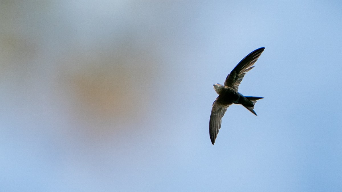 Forbes-Watson's Swift - ML644597071