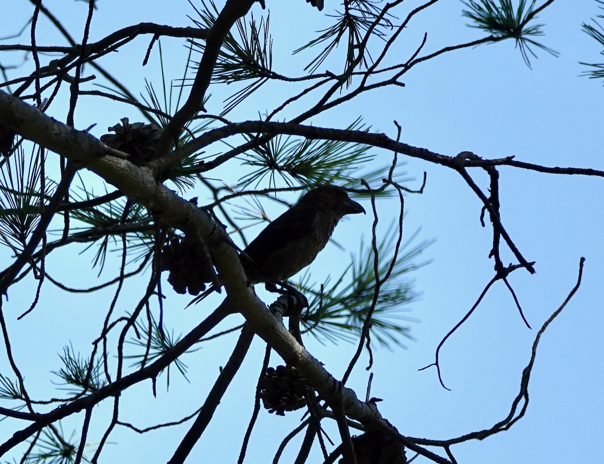 Red Crossbill - ML644597085