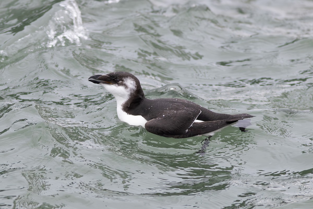 Razorbill - ML644597090