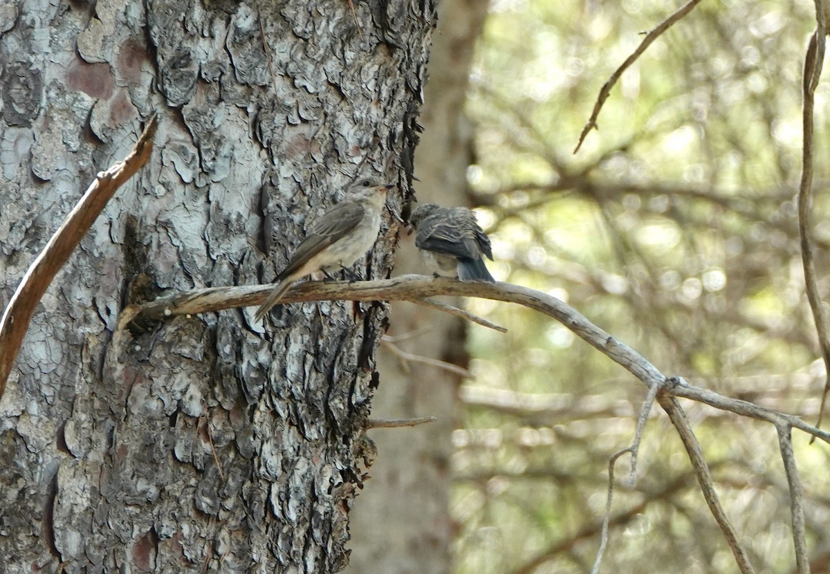 Spotted Flycatcher - ML644597095