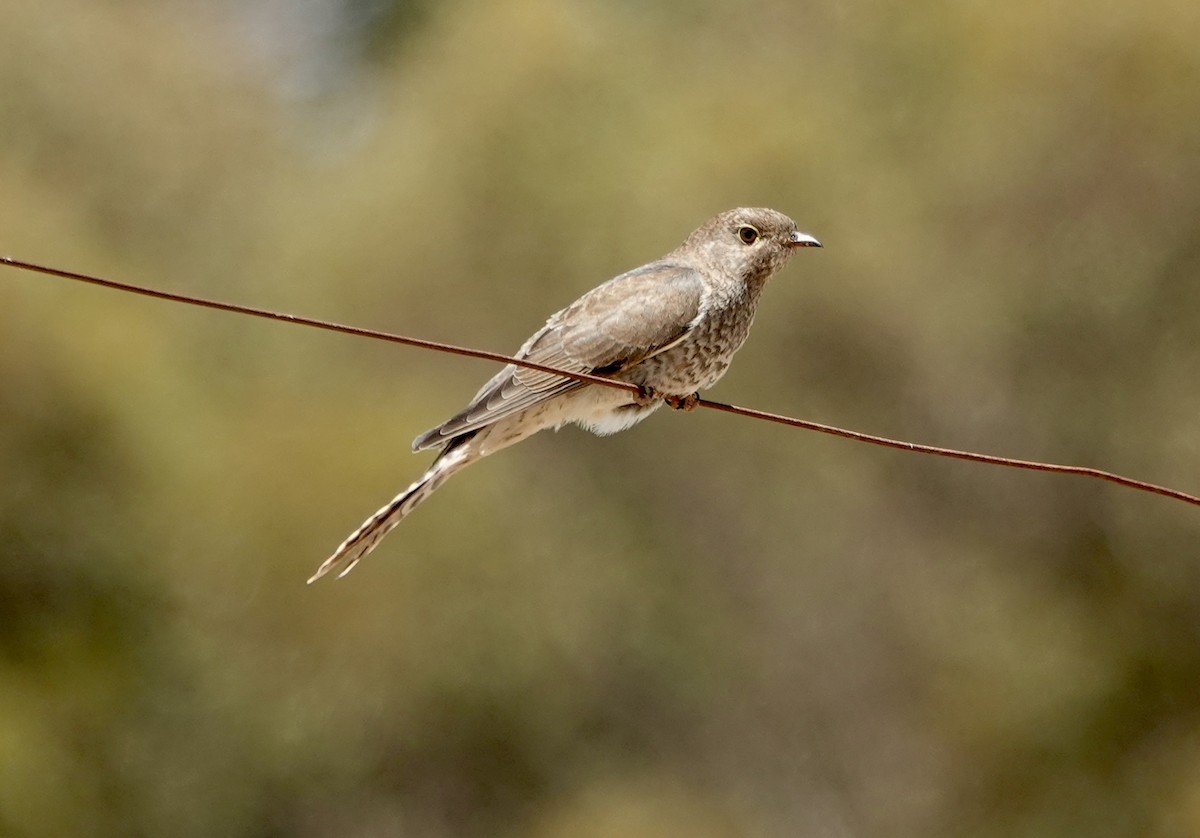 Fan-tailed Cuckoo - TK Birder