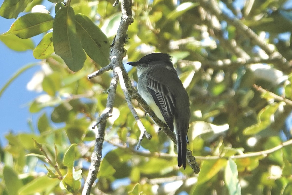Eastern Phoebe - ML644597115