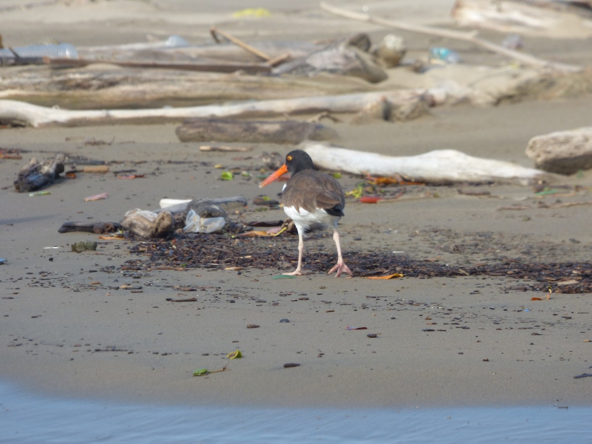 American Oystercatcher - ML644597116