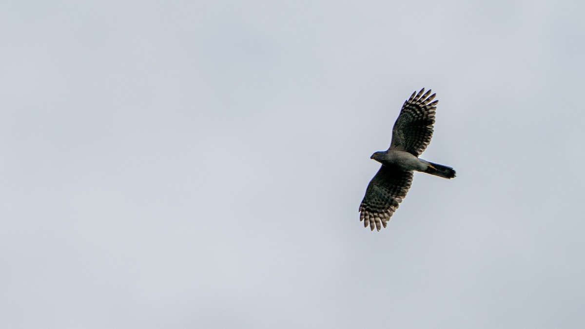 African Goshawk - ML644597121