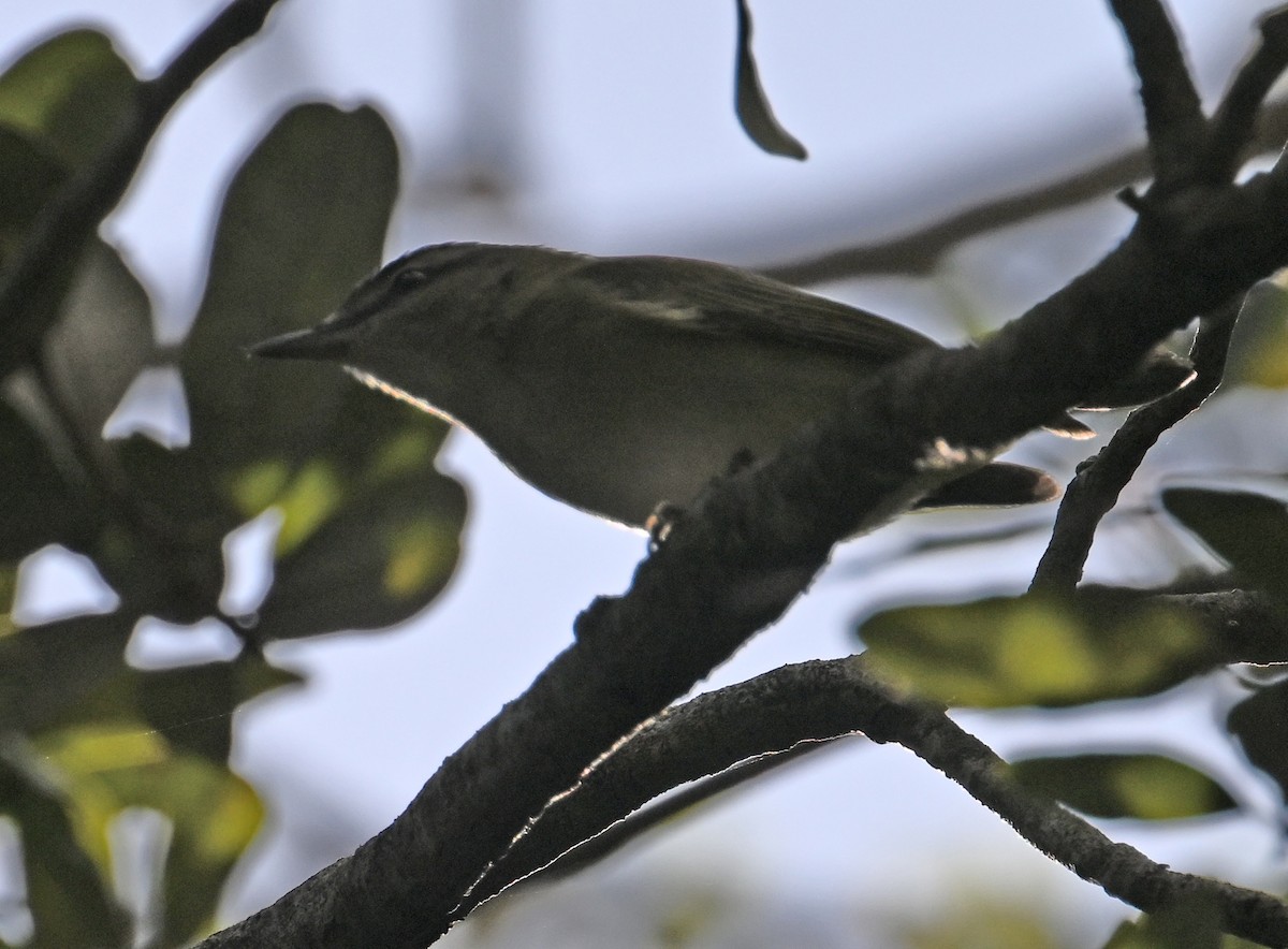 Kızıl Gözlü Vireo - ML644597128