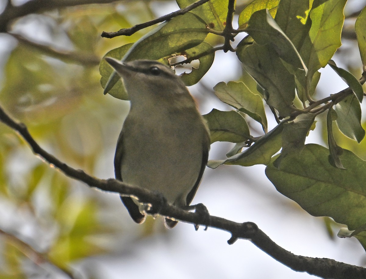 Kızıl Gözlü Vireo - ML644597130