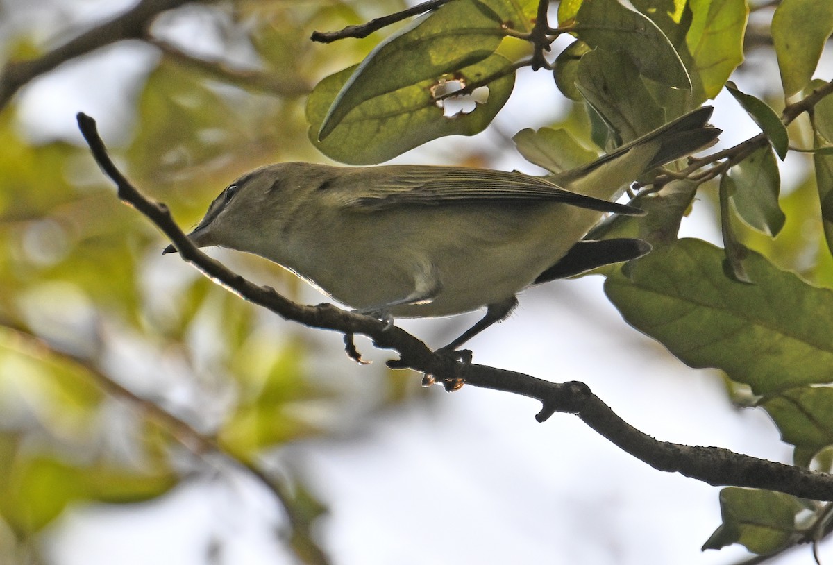 Kızıl Gözlü Vireo - ML644597131