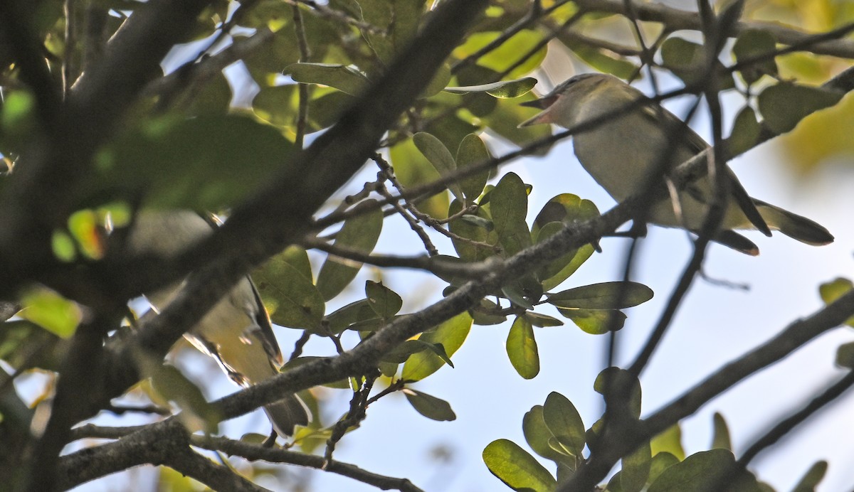 Kızıl Gözlü Vireo - ML644597132