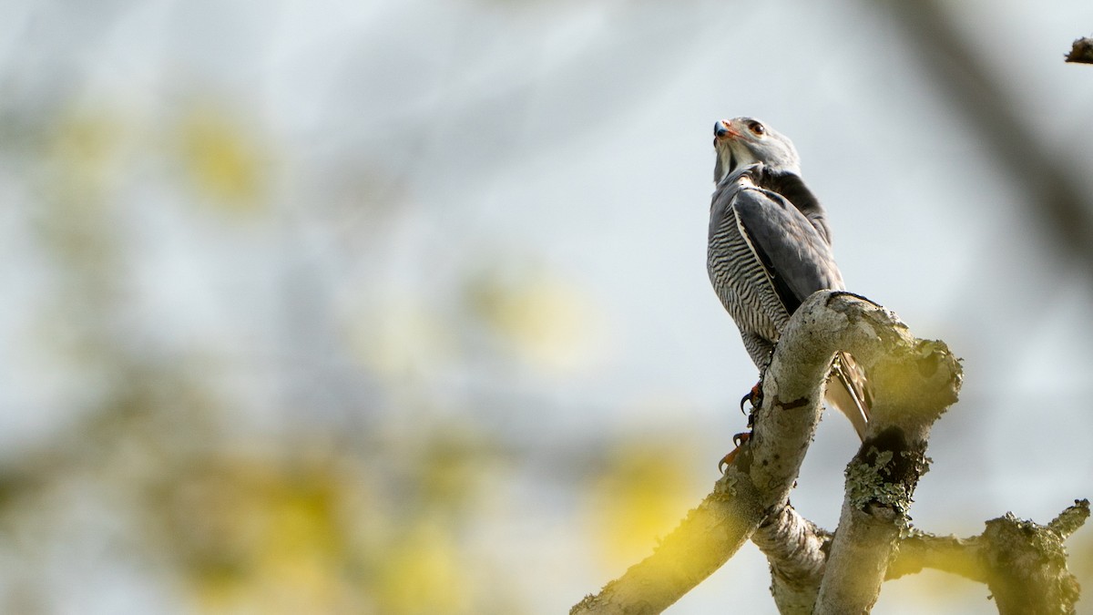 Ящеричный ястребок - ML644597151