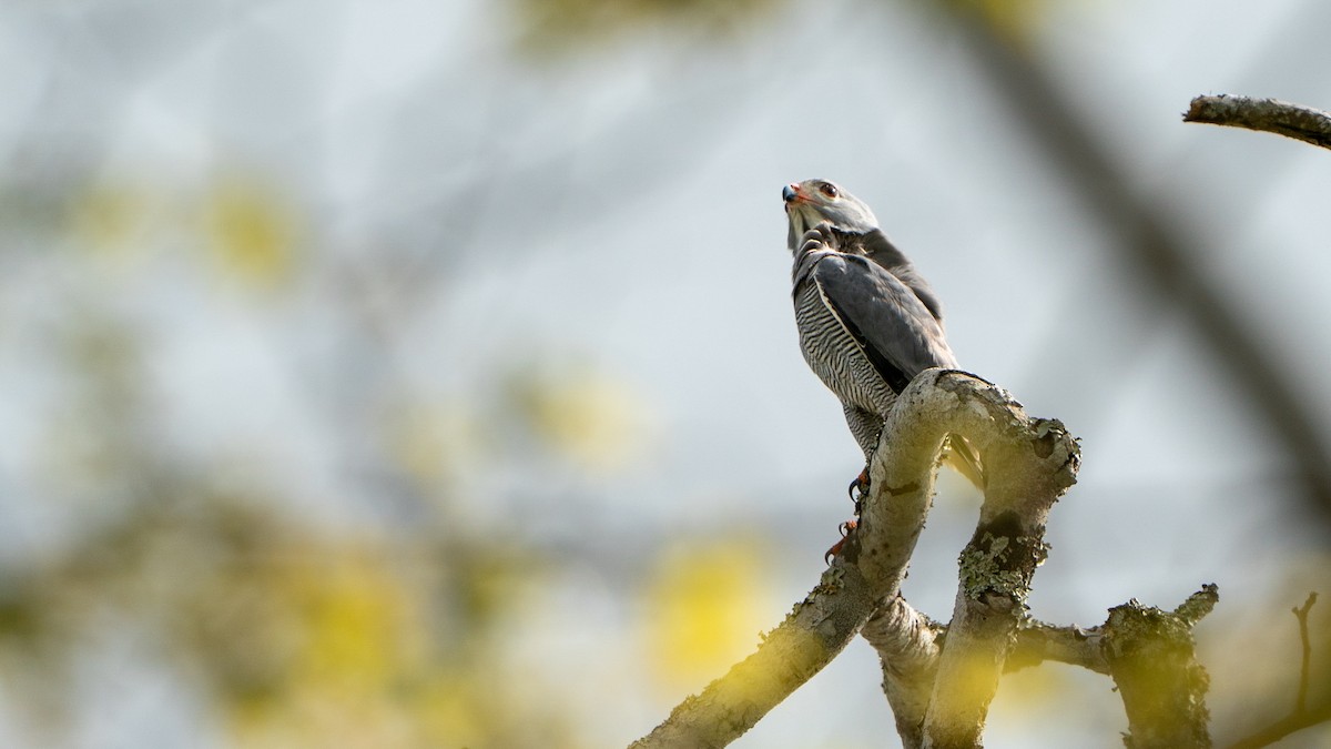 Ящеричный ястребок - ML644597153