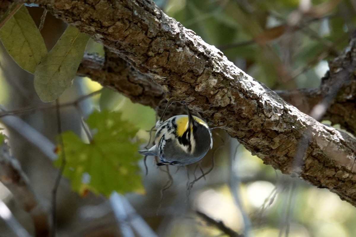 Goldkehl-Waldsänger - ML644597154