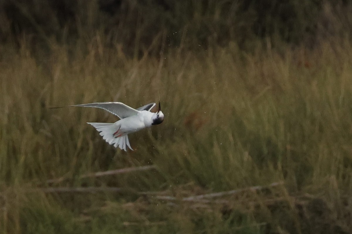 Common Tern - ML644597160
