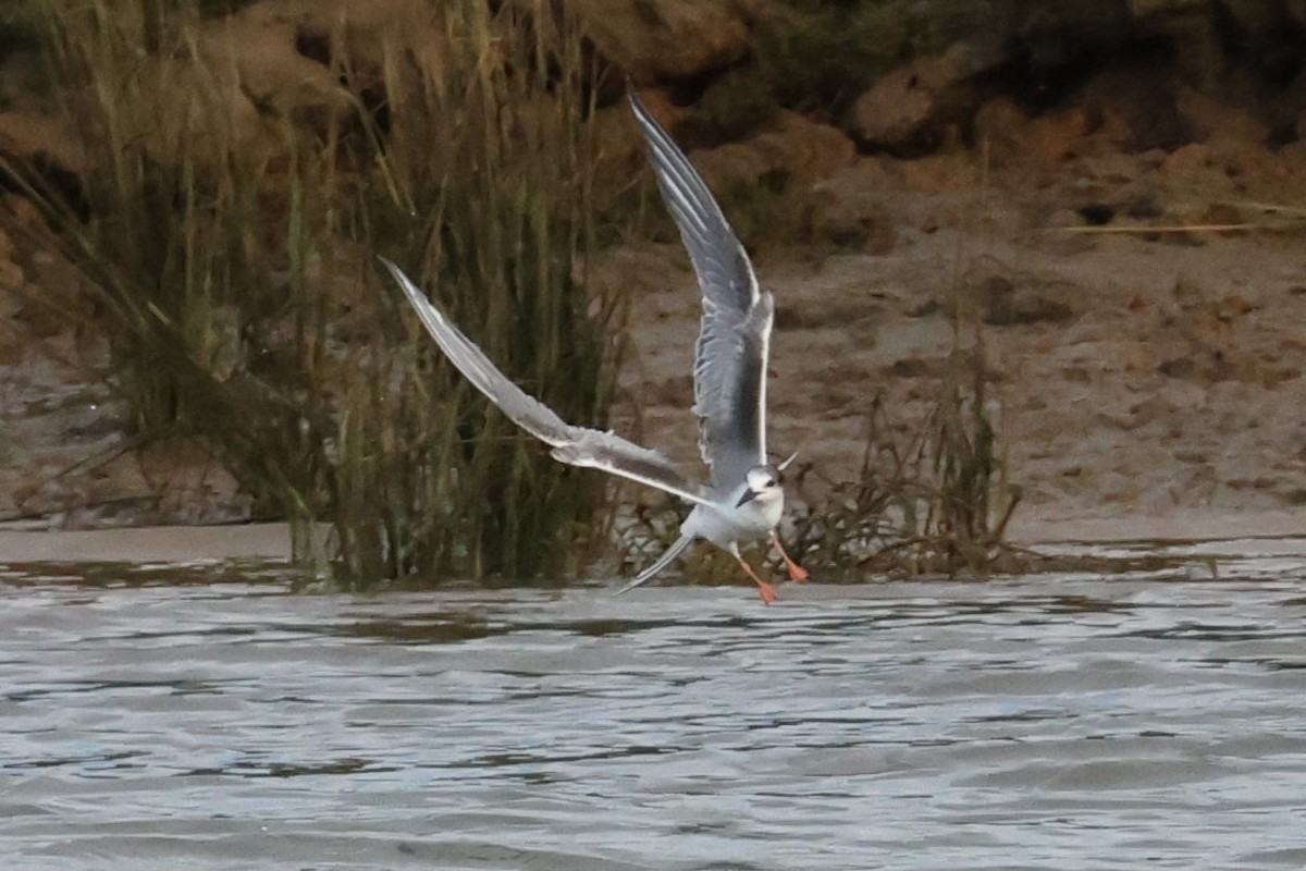 Common Tern - ML644597161