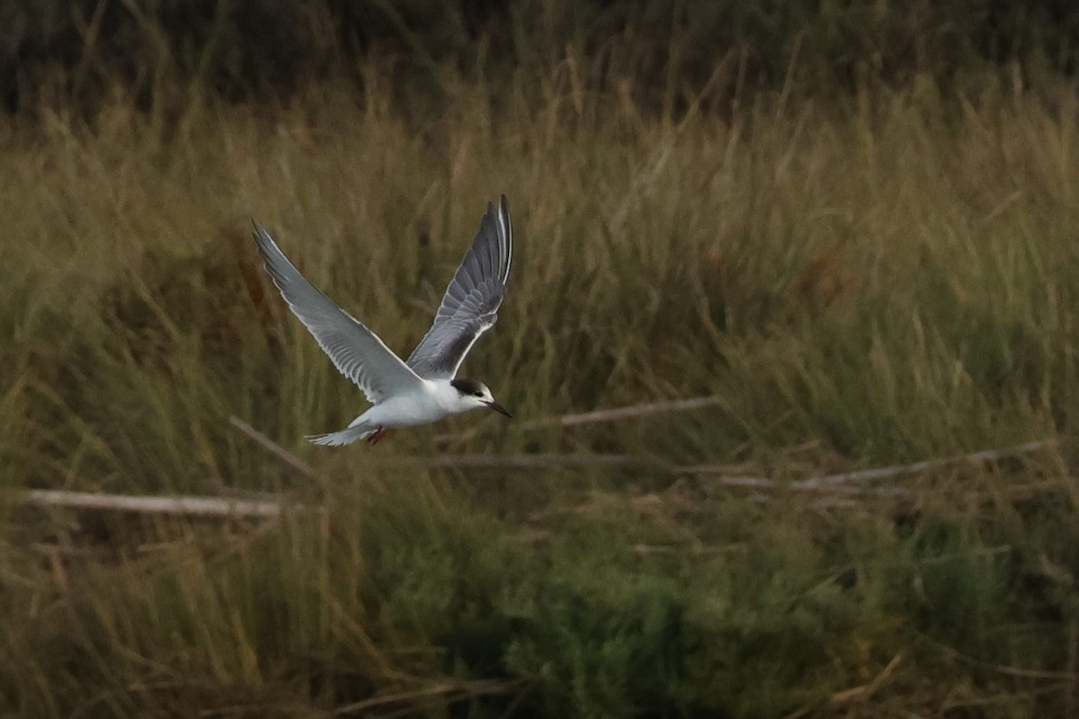 Common Tern - ML644597162