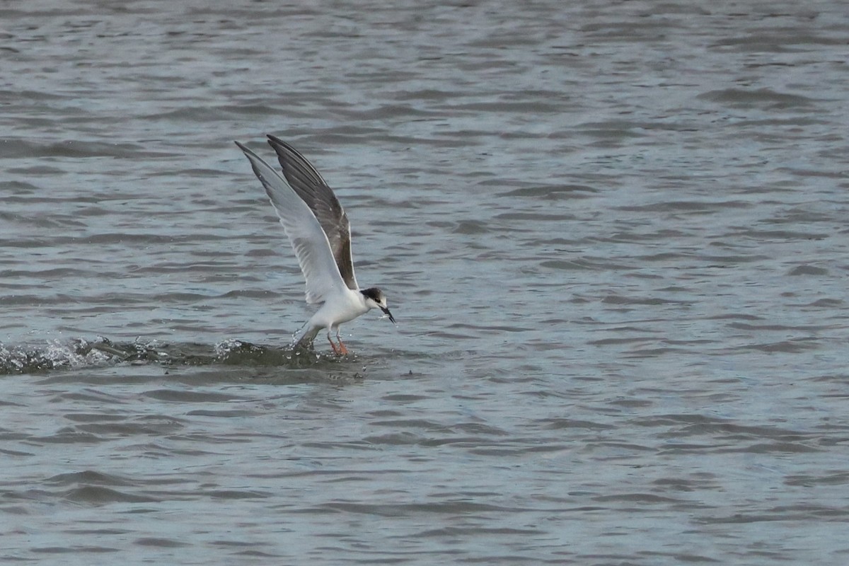 Common Tern - ML644597163