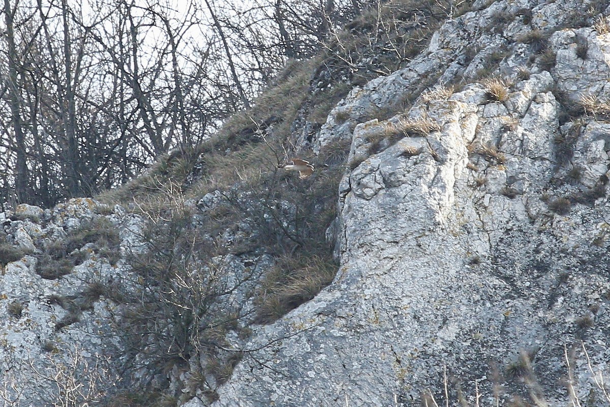 Яструб великий - ML644597167